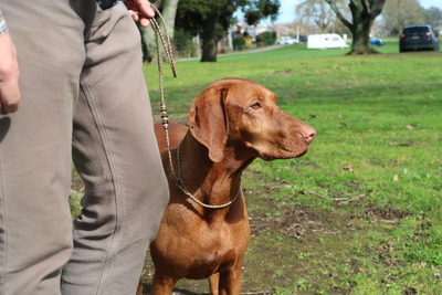 Sadie (NZ CH Addenhund Calibre Sadie NA P2)