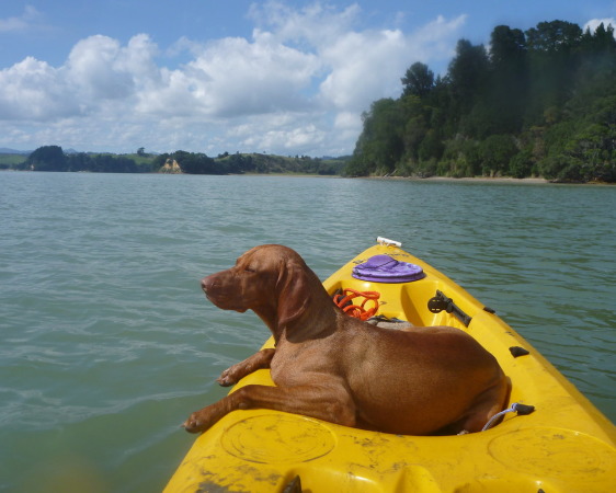 Kugar finally learning to stay ON the kayak